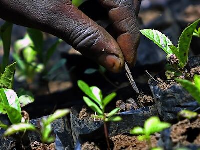 Kenya_farmer-tends-new-plants_TonyKarumbaAFP