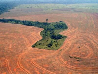 La biodiversidad entró en alerta roja en más de la mitad del planeta