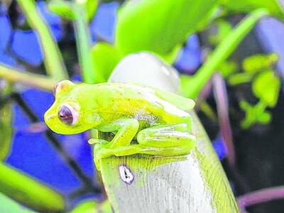 La deforestación y los agroquímicos amenazan a los anfibios de la región