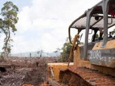 La selva para los orangutanes