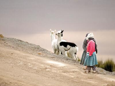 Las llameritas de la serie Seres de los Andes