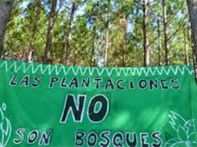 las plantaciones no son bosques