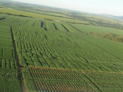 Lavoura do Projeto PROCANA (Foto: Instituto Agronômico de Campinas - IAC)