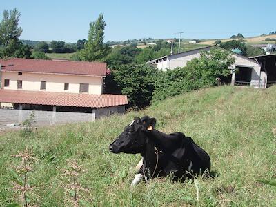 leche industria lactea