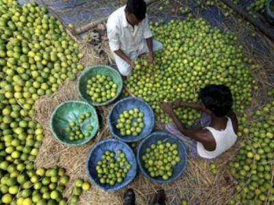 Limón, el agrio sabor del libre comercio 2