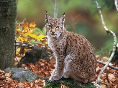 luchs-staudamm-kroatien