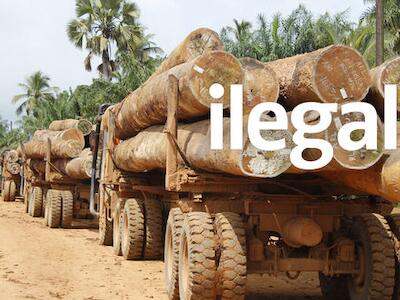 madera ilegal