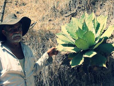 maguey-mezcal