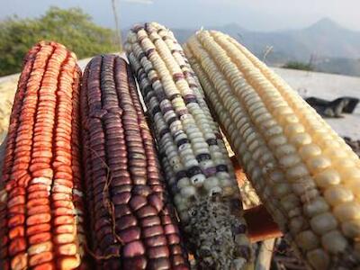 Maiceros nahuas de Jalisco demuestran resistencia superior de variedades criollas