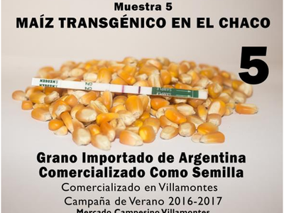 maiz transgenico chaco