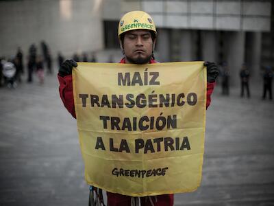 maíz transgénico traición a la patria