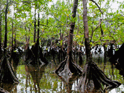 manglar