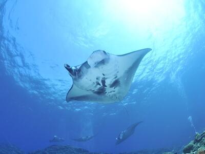 mantarraya