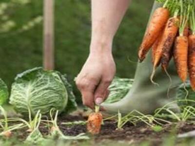 Medio ambiente, consumo responsable agroecológico y mujeres