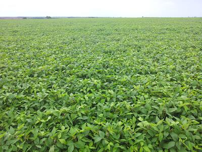 Monocultivo de soja invade região do Araguaia, no Mato Grosso