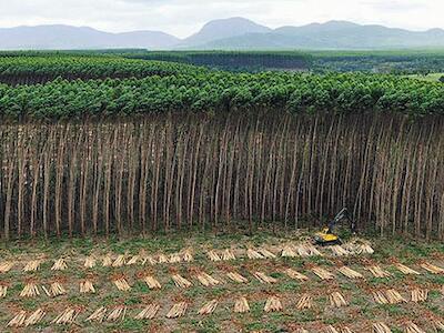 monocultivos forestales