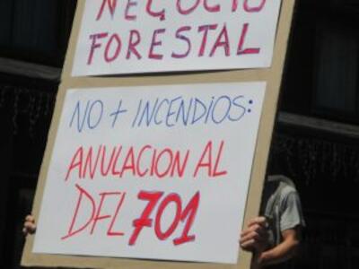 Negocio forestal