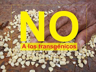 no-a-los-transgnicos colombia