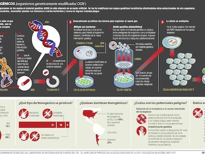 P-1984-TransgEnicos-grAfico