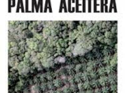 palma aceitera