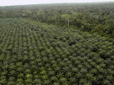palmeraie_plantation_670