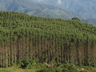 pantaciones de arboles