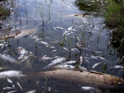 peces-en-Santa-Fe