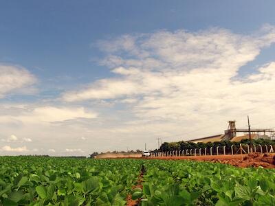 Photo-1-soya-plantation-1483724421-article-header