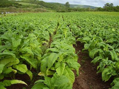 plantaciones de fumo