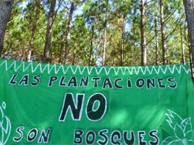 plantaciones no son bosques