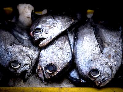 privatización pesquera