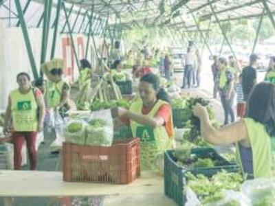 Produção da agroecológica de Umuarama segue ideal para reduzir incidência de agrotóxicos
