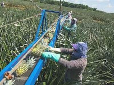 producción piña