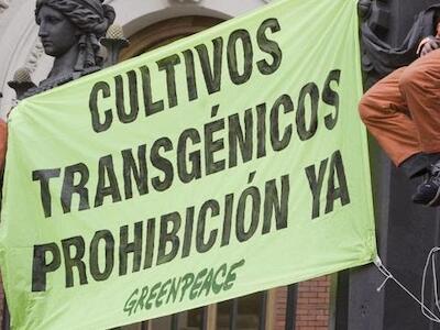 prohibicion de transgenicos