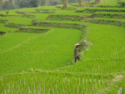 riziere-au-laos