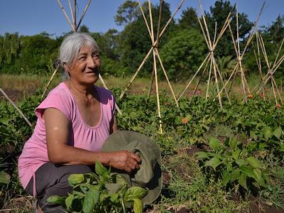 rosa tolaba