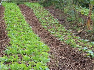 sistemas agroecologicos