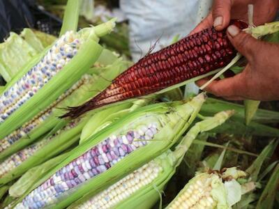 soberania alimentaria en méxico