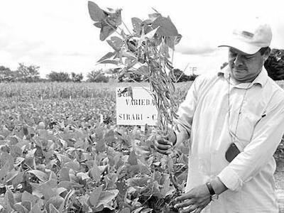 Soya transgénica