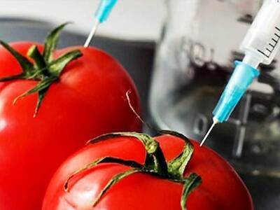 tomate-transgenico-web