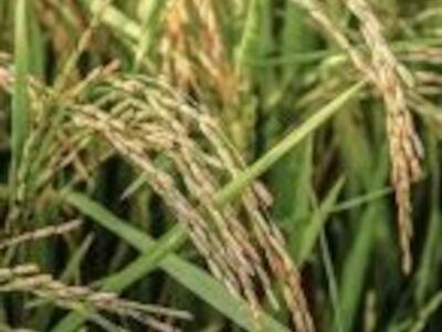Trabajadores del arroz en Uruguay exigen estudios médicos para detectar contaminación por agrotóxicos en sus cuerpos