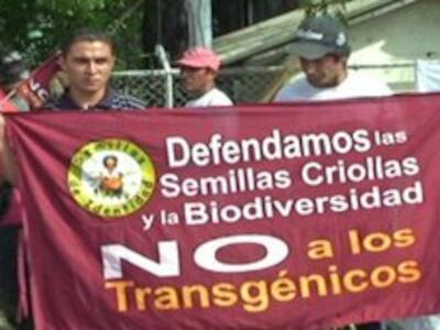 transgenicos%20fuera