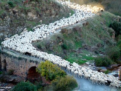 trashumancia-puente-romano_mcarmengarcia