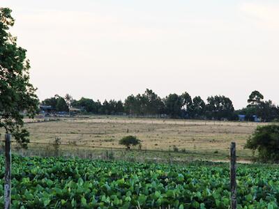 uruguay transgénicos