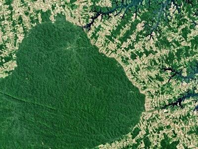 Paraísos fiscales que alimenta la destrucción de los bosques