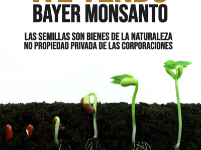 ¡Otro triunfo por la libertad de las semillas! Bayer-Monsanto desistió de la apelación por el reclamo de patentes por una secuencia genética