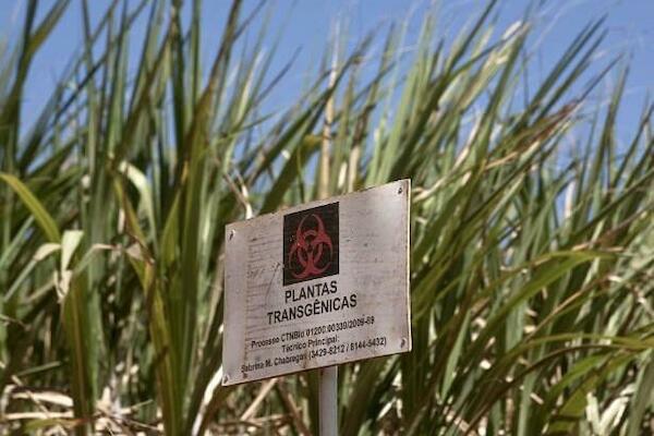 “É urgente ampliar o debate sobre o uso, riscos e impactos da biologia sintética e especialmente dos impulsionadores genéticos, sobre os que se devem estabelecer numa estrita moratória internacional que impeça qualquer liberação” – Créditos: Reprodução