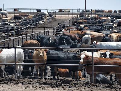 Atlas Mundial de la Carne 2021: es hora de repensar lo que comemos