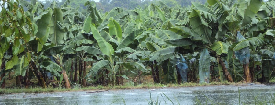 ¿Banano transgénico en el Ecuador?