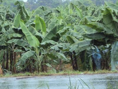¿Banano transgénico en el Ecuador?